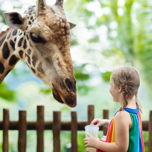 Parco Zoo Punta Verde