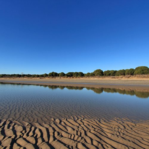 horizontal photo with sand alternating with pools of water in which the maritime pine forest of the naturalistic beach of Brussa is reflected, located near Bibione and Caorle; coast present in the north of the Adriatic Sea of ​​​​the Mediterranean, northern Italy. Photo taken in winter.