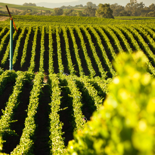 Tour Enologico Da Portogruaro
